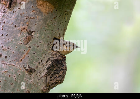 Wendehals, Jynx torquilla Single aus Nest Loch Hugary Stockfoto