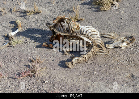 Pferd Knochen in der Wüste von Nevada, USA Stockfoto