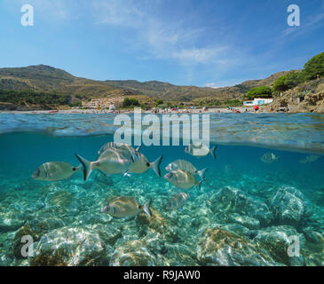 Frankreich Küste, Strand am Mittelmeer mit wolfsbarsch Fisch unter Wasser, geteilte Ansicht Hälfte oberhalb und unterhalb der Meeresoberfläche, peyrefite Cove, Pyrenees Orientales Stockfoto