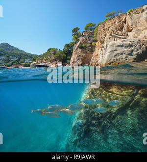 Spanien Mittelmeer an der felsigen Küste mit einer Schule von Fischen unter Wasser, geteilte Ansicht Hälfte oberhalb und unterhalb der Wasseroberfläche, Begur, Katalonien, Costa Brava Stockfoto