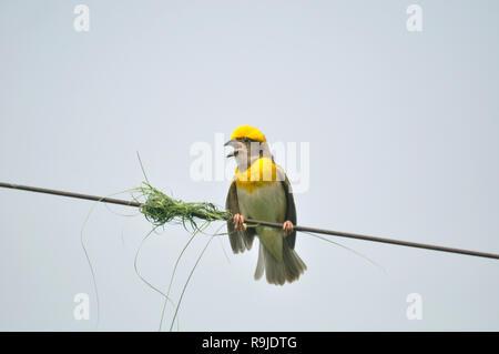 Der Baya-Weber (Ploceus Philippinus) ist ein Webervogel über den indischen Subkontinent und Südostasien gefunden. Stockfoto