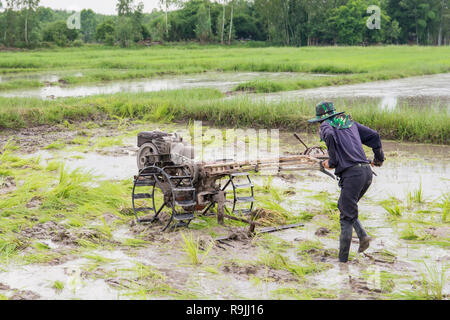 Pflüge Maschinen-bauer mit Wandern Traktor Pflügen im Reisfeld der Bereich vorzubereiten Reis zu wachsen. Stockfoto