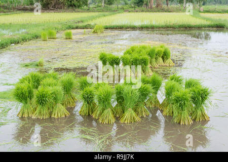 Reispflänzchen sind für die Bepflanzung bereit. Reis Landwirtschaft Vorbereitung Reispflänzchen Stockfoto