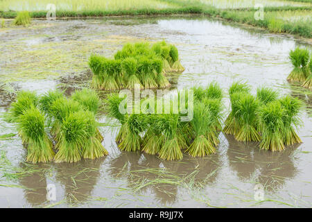 Reispflänzchen sind für die Bepflanzung bereit. Reis Landwirtschaft Vorbereitung Reispflänzchen Stockfoto