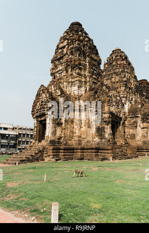 Affen von Lopburi Stockfoto