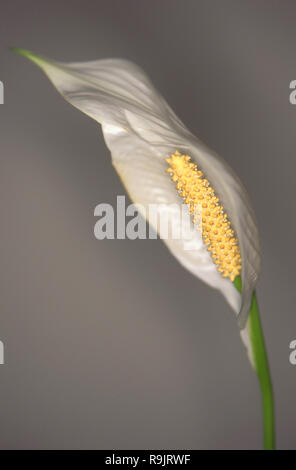 Frieden Lilly Blüte Stockfoto