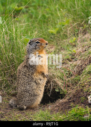 Kolumbianische Erdhörnchen - Urocitellus columbianus - Spermophile de Columbia. Kanadische Wildnis in Alberta Stockfoto