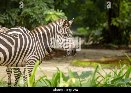 Die gemeinsame Zebra, aka Plains Zebra, Equus quagga Stockfoto