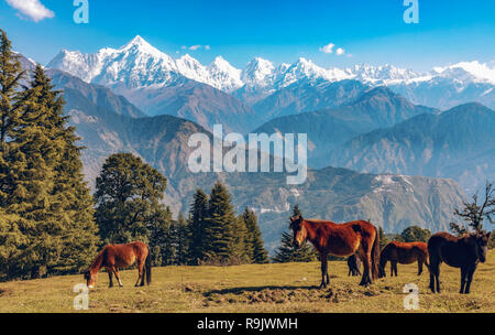 Wilde Pferde grasen im Himalaya Wiesen mit Blick auf den majestätischen Himalaya Panchchuli snow Peaks bei Munsiyari Uttarakhand Indien. Stockfoto