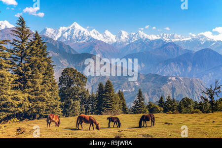 Die malerische Landschaft mit wilden Pferden und majestätischen Himalaya Gebirge an Munsiyari Panchchuli Uttarakhand Indien. Stockfoto