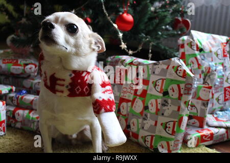 Hund in Schal genießen Weihnachtsgeschenke. Stockfoto