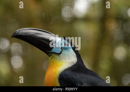 Channel-billed Toucan, Ramphastos vitellinus, detailliertes Portrait von Toucan. Stockfoto