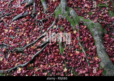 Wunderbare Muster der verworrenen Baumwurzeln und gefallene Herbstlaub. Hintergrund und Tapete design Stockfoto