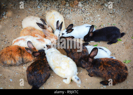 Kaninchen essen Gemüse-/Gruppe von Kaninchen niedliche Tier Haustiere auf der Farm Stockfoto