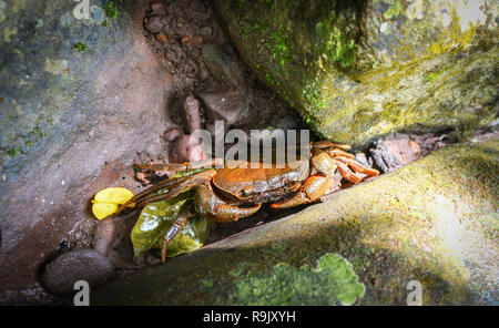 Krabben in der Natur Wald/Stacheligen rock Krabben/Krebse Leben unter nassen Felsen im Süßwasser Fluss ströme auf dem Berg Stockfoto