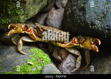 Krabbe zeigen Kralle in der Natur Wald/Stacheligen rock Krabben/Krebse Leben unter nassen Felsen im Süßwasser Fluss ströme auf dem Berg Stockfoto