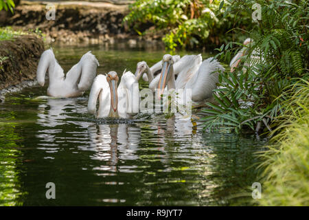 Große weiße Pelikane, Pelecanus onocrotalus, Schwimmen im Teich Stockfoto
