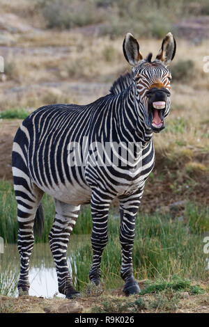 Cape Mountain Zebra (Equus zebra Zebra), Erwachsene stehen auf der Bank, Gähnen, Mountain Zebra National Park, Eastern Cape, Südafrika, Afrika Stockfoto