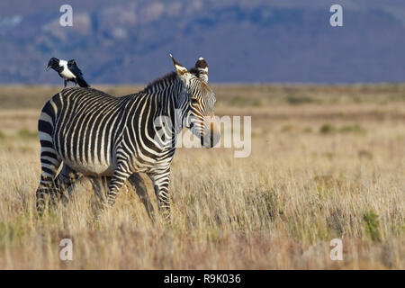 Cape Mountain Zebra (Equus zebra Zebra), erwachsene Frau, reibt gegen eine termite Damm, a pied Crow (Corvus albus) auf seinem Rücken, Mountain Zebra Nationa Stockfoto