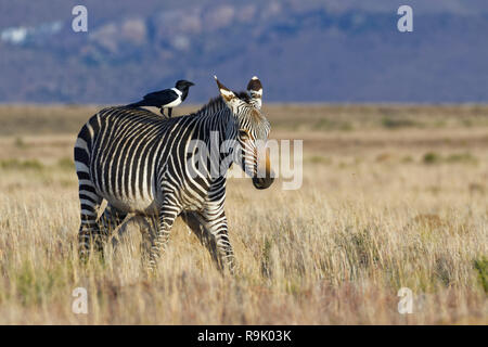 Cape Mountain Zebra (Equus zebra Zebra), erwachsene Frau, reibt gegen eine termite Damm, a pied Crow (Corvus albus) auf seinem Rücken, Mountain Zebra Nationa Stockfoto