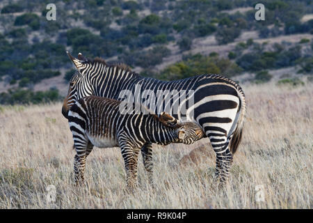 Cape mountain Zebras (Equus zebra Zebra), zebra Fohlen seine Mutter saugen, bei Dämmerung im offenen Grasland, Mountain Zebra National Park, Eastern Cape, Südafrika Stockfoto