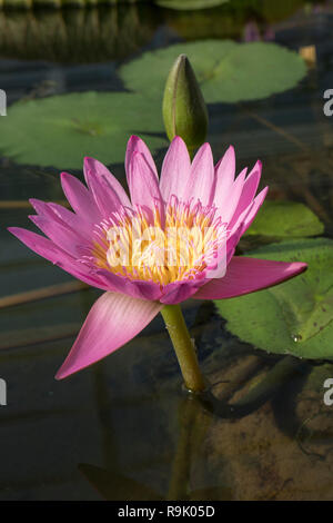 Schöne rosa blühenden Indische Lotusblume und Bud Stockfoto