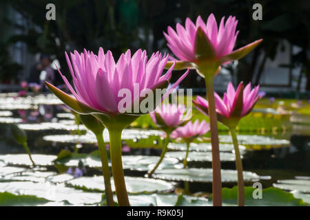 Schöne rosa blühenden Indischer Lotus Blumen Stockfoto