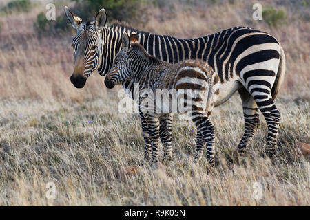 Cape mountain Zebras (Equus zebra Zebra), Mutter mit Zebra Fohlen, stehend in der Dämmerung im offenen Grasland, Mountain Zebra National Park, Eastern Cape, Sout Stockfoto