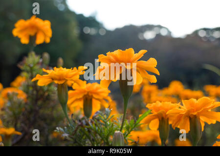 Orange Tagetes ringelblume Blüten Nahaufnahme Stockfoto