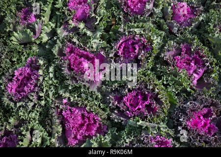 Garten mit Brassica oleracea acephala Pflanzen full frame Stockfoto