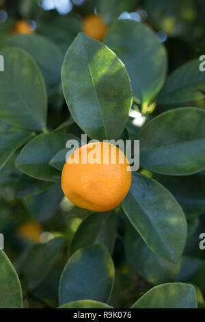 Orange chinesische Kumquat wächst an einem Baum Stockfoto