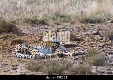 Gepard (Acinonyx jubatus), erwachsenen Mann trägt einen Sender Kragen, der lag auf den trockenen Boden, Mountain Zebra National Park, Eastern Cape, Südafrika, EIN Stockfoto