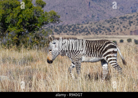 Cape Mountain Zebra (Equus zebra Zebra), zebra Fohlen zu Fuß in offenes Grasland, Mountain Zebra National Park, Eastern Cape, Südafrika, Afrika Stockfoto