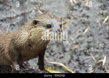 Otter weg schauen. Nahaufnahme. Kopieren Sie Platz für Text Stockfoto