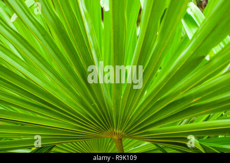 Florale Textur aus tropischem Grün palm verlässt. Stockfoto