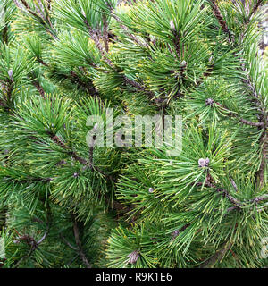 Frische grüne Zweige von Pine Tree Nahaufnahme Stockfoto