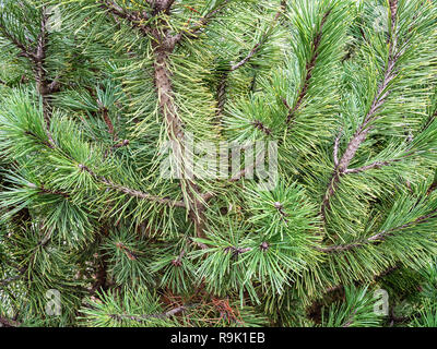Frische, grüne Zweige der Pine Tree Nahaufnahme Stockfoto