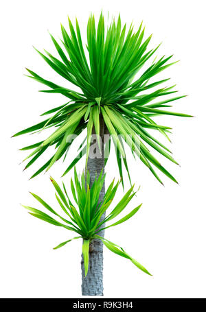 Dracaena cochinchinensis auf weißem Hintergrund. Baum mit grünen Blättern. Zierpflanzen für den Garten Dekoration. Strauch Pflanzen. Subtropisch. Nicht Stockfoto