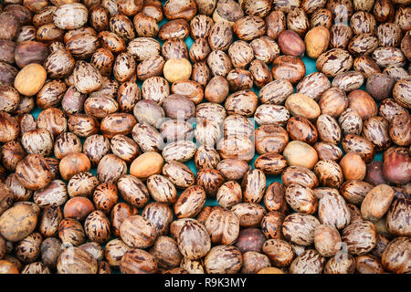 Rizinusöl Samen/Castor beans Braun auf dem Hintergrund - Ricinus communis Stockfoto