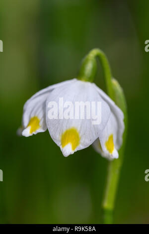 Nahaufnahme der Märzenbecher (Leucojum vernum/Galanthus Vernus) in Blüte im Frühjahr Stockfoto