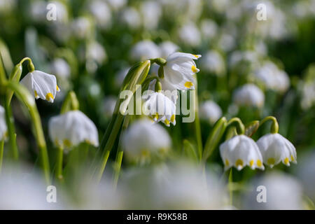 Feder Schneeflocken (Leucojum vernum/Galanthus Vernus) in Blüte im Frühjahr Stockfoto