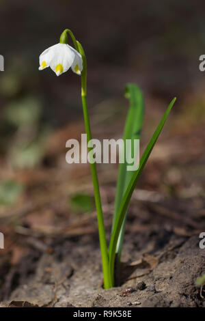 Märzenbecher (Leucojum vernum/Galanthus Vernus) in Blüte im Frühjahr Stockfoto