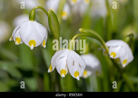 In der Nähe der Feder Schneeflocken (Leucojum vernum/Galanthus Vernus) in Blüte im Frühjahr Stockfoto