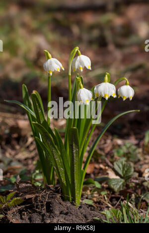 Feder Schneeflocken (Leucojum vernum/Galanthus Vernus) in Blüte im Frühjahr Stockfoto