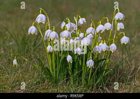 Feder Schneeflocken (Leucojum vernum/Galanthus Vernus) in Blüte im Frühjahr Stockfoto