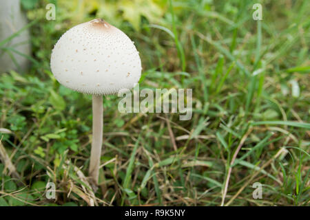Falsche Sonnenschirm, Grün - spored Sonnenschirm oder Chlorophyllum molybdites. Weiß Pilz auf grünem Gras Feld Stockfoto