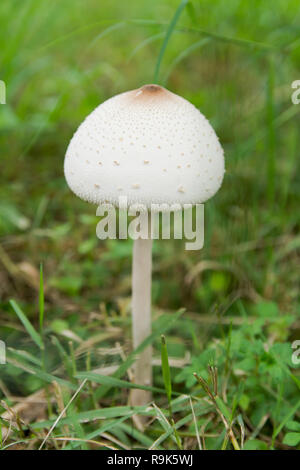 Falsche Sonnenschirm, Grün - spored Sonnenschirm oder Chlorophyllum molybdites. Weiß Pilz auf grünem Gras Feld Stockfoto