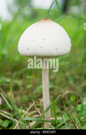 Falsche Sonnenschirm, Grün - spored Sonnenschirm oder Chlorophyllum molybdites. Weiß Pilz auf grünem Gras Feld Stockfoto