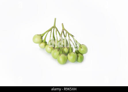 Türkei Berry, Erbse Aubergine, Solanum Torvum isoliert auf weißem Hintergrund Stockfoto