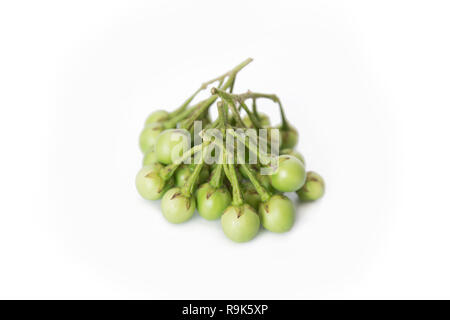 Türkei Berry, Erbse Aubergine, Solanum Torvum isoliert auf weißem Hintergrund Stockfoto